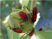 Pyrrhocoris apterus